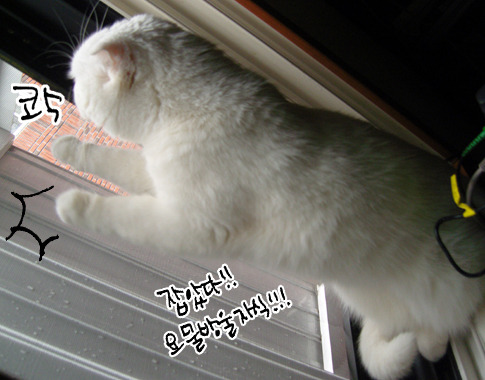낭만고양이 이미지